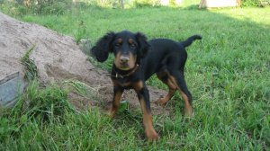 История шотландского сеттера Ларса. 03.08.2011г.