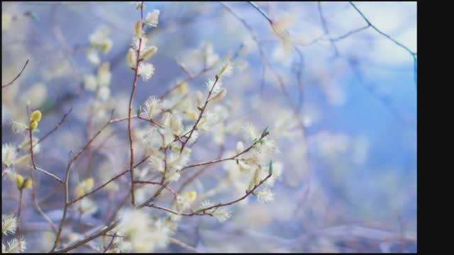 Верба. Евгения Трутнева. смотреть онлайн