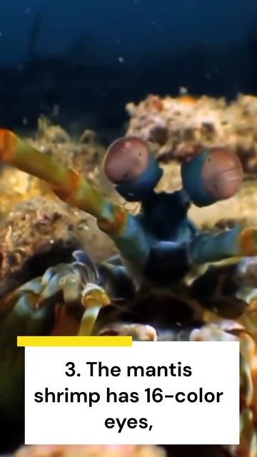 5 Interesting Facts About Animals | Star Mole, Komodo Dragon, Mantis, Bats, and Blue Whale #shorts смотреть онлайн