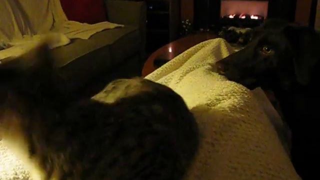 Libby being pushy with Ocelot смотреть онлайн