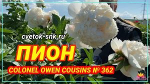 Пион Colonel Owen Cousins. Цветение 2022 года / Сад Ворошиловой
