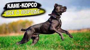 Все о породе собак - Кане-Корсо