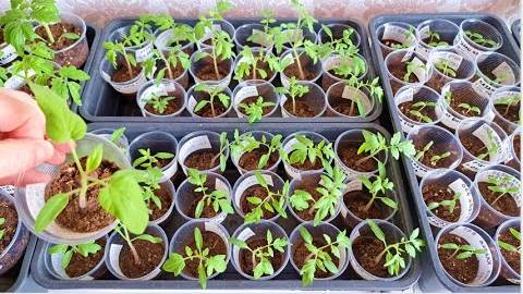 итоги подкормки РАССАДЫ биомолекулами. перевалка 18-дневной рассады смотреть онлайн