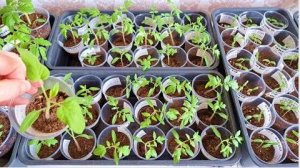 итоги подкормки РАССАДЫ биомолекулами. перевалка 18-дневной рассады