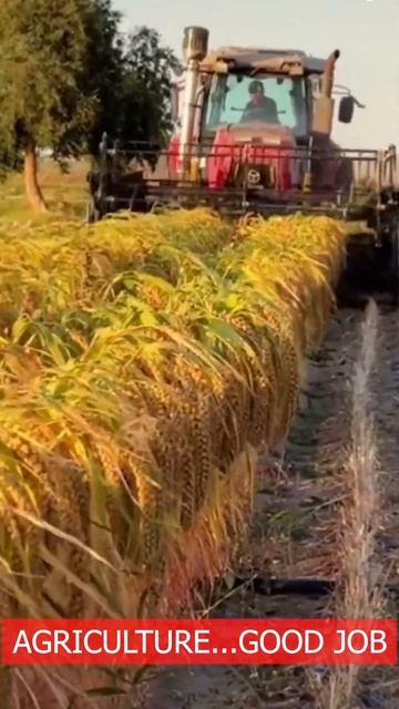 satisfying ...super smart rice harvester#shorts 8 смотреть онлайн