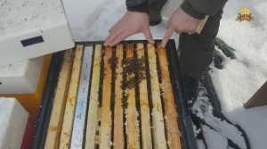 Как зимует бакфаст