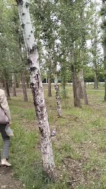 нашествие белок.сов парк .г Омск смотреть онлайн