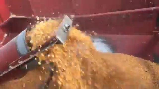 Кукуруза Лимагрейн LG30.360 сыпанула за 100ц смотреть онлайн