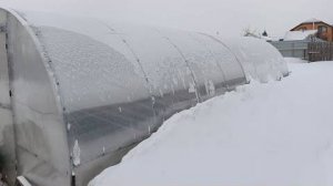 Первая рассада в теплицу без подогрева