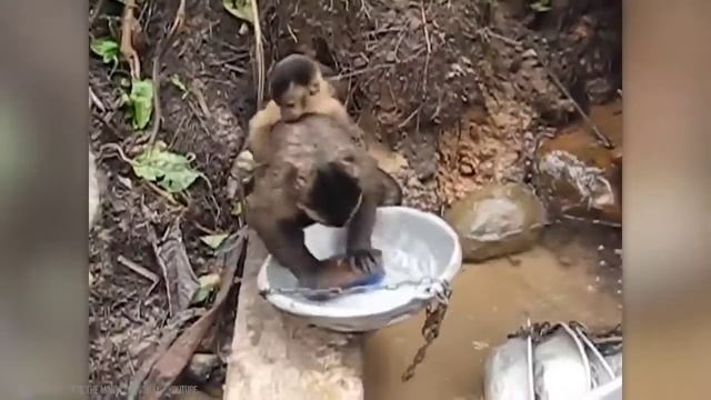 genius animals, smart animals, smartest animals, intelligent animals, animals, Moments of Animal смотреть онлайн