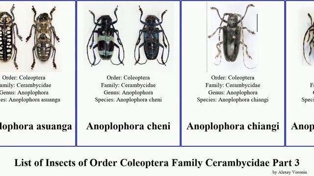 List Of Insects Of Order Coleoptera Family Cerambycidae Part 3 Anoplophora Apriona Aphrodisium