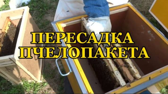 ПЕРЕСАДКА ПЧЕЛОПАКЕТА В УЛЕЙ.ОЧЕНЬ ПРОСТО!