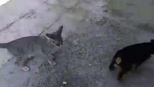 Во дворе кот и собака смотреть онлайн