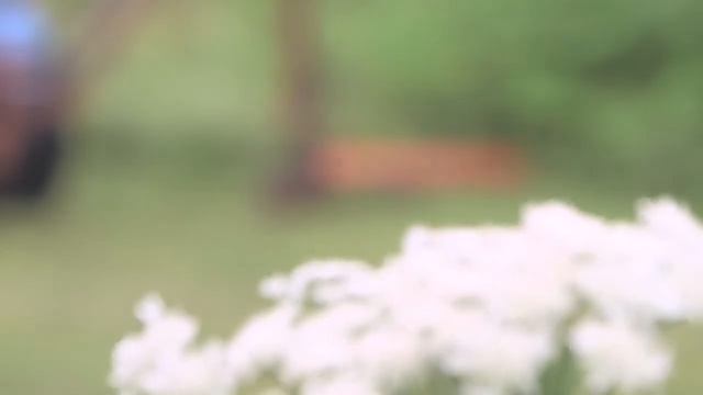 Своё ТВ. Борщевик убирают смотреть онлайн