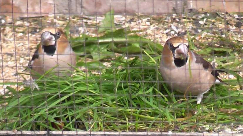 ловля и содержание певчих птиц в клетках четвертая серия смотреть онлайн