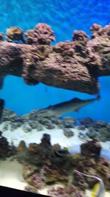 Интересные рыбы прилипалы ищут к кому можно приклеить в тёплых водах южных морей