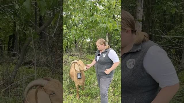 Testing Virtual Fence Technology In An Upper Midwestern Goat Grazing Operation