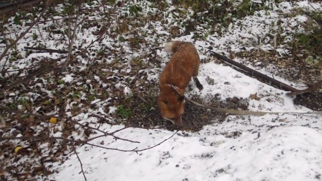 Лиса Василиса. Прогулка на поводке по свежему снегу