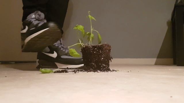 Crushing a basil flower with nike air max 90 смотреть онлайн