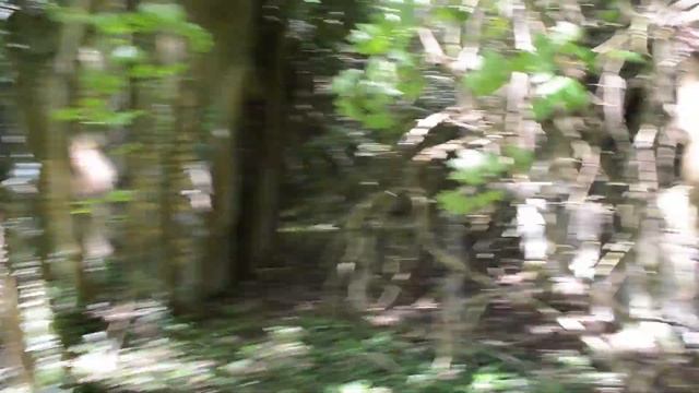 Exploring abandoned film lab remains in the woods смотреть онлайн