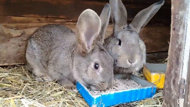 Свиной комбикорм для кроликов! Результат после года кормления!