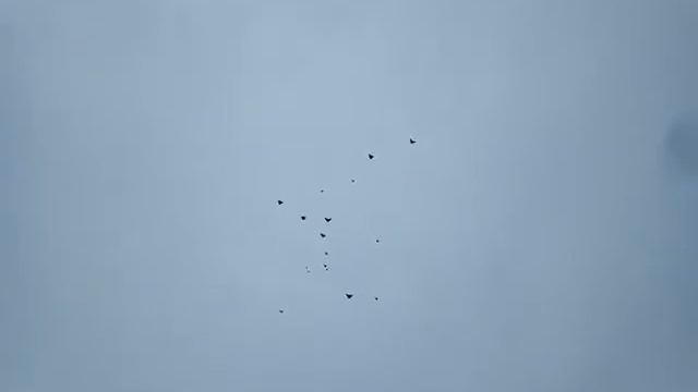 Николаевские голуби г. Донецк январь 2019 смотреть онлайн