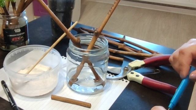 ВЫРАЩИВАНИЕ САЖЕНЦЕВ ВИНОГРАДА ИЗ ЧЕРЕНКОВ. ПРОРАЩИВАНИЕ ЧЕРЕНКОВ ВИНОГРАДА.