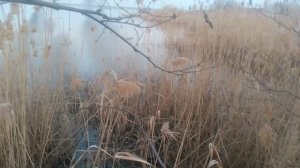 Камыш речка уточки