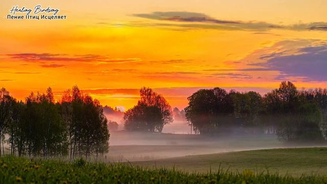 ЛЕСНЫЕ ПТИЦЫ ПОЮТ НА ВЫСОКИХ ВИБРАЦИЯХ ОЗДОРАВЛИВАЯ ВЕСЬ ОРГАНИЗМ.ПЕНИЕ ПТИЦ ЦВЕТУЩЕЙ ВЕСНОЙ. смотреть онлайн