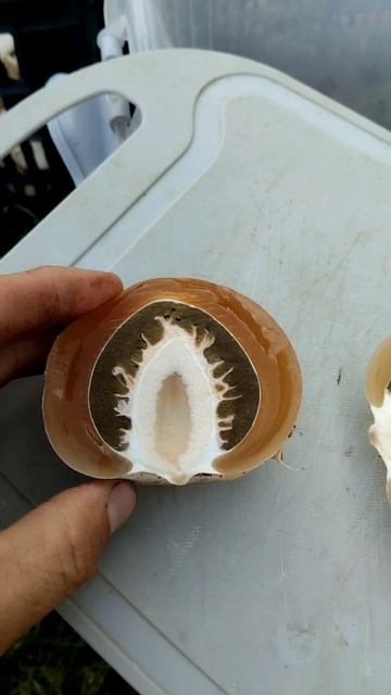 Ринат Султанов