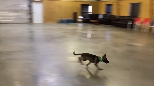 Dark Sable German Shepherd "Zach" 17 Wks Obedience Protection Trained Dog For Sale смотреть онлайн