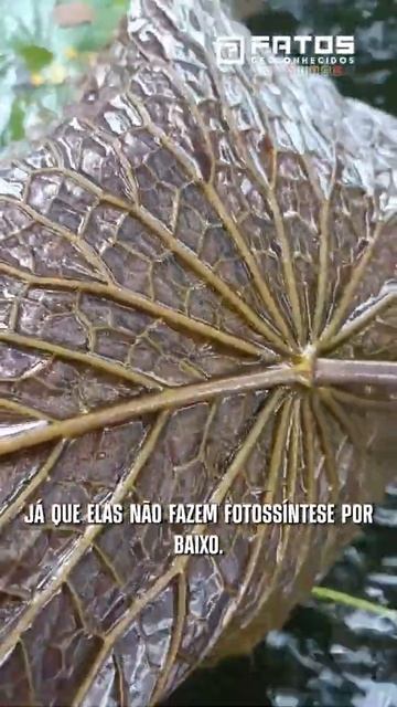 Conheça uma planta aquática! #Shorts смотреть онлайн