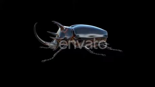 Eupatorus Gracilicornis Insect | Motion Graphics - Envato elements