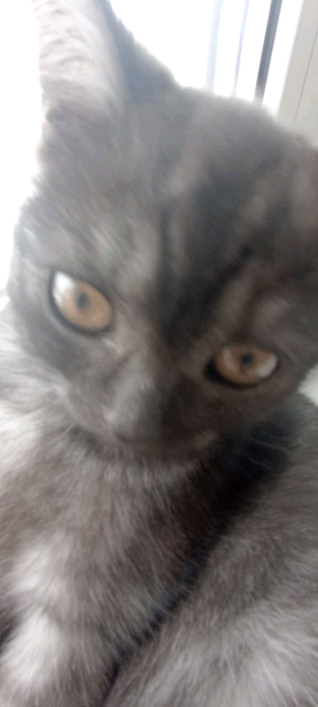 играю в роблокс