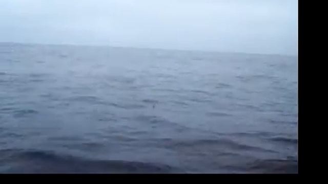 larrys marlin 4th run 35 min into it смотреть онлайн