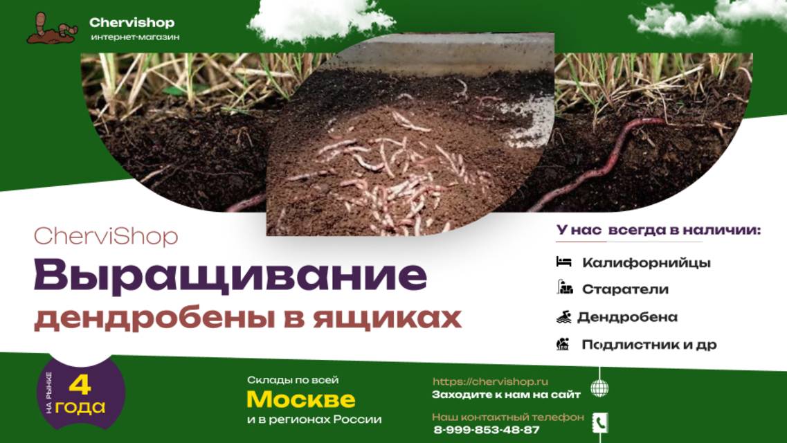 Черви дендробена выращивание в ящиках 60*40*20 Червишоп