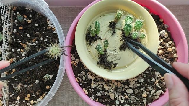 Кактусы из семян от Гавриш смотреть онлайн