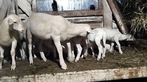 СТАДО ЛАКОНЧИКОВ В НАШЕМ ХОЗЯЙСТВЕ🌷🌼🪻