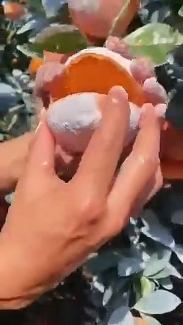 Сочный апельсин