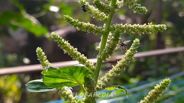 Lebah Madu Klanceng Trigona Laeviceps Sedang Mencari Bee Pollen смотреть онлайн