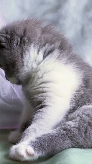 Котёнок Коко смотреть онлайн