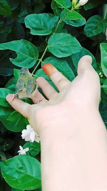 #beatiful#birdsound#flower#birdchirping#shorts #beautifulnature смотреть онлайн