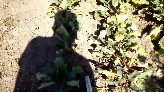 Ручной культиватор Бабочка. Мини обзор смотреть онлайн