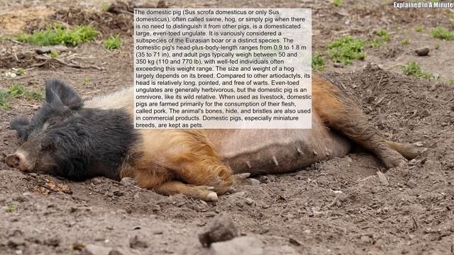 The Domestic Pig (Sus Scrofa Domesticus Or Only Sus Domesticus) Often Called Swine Hog Or Simply Pi смотреть онлайн