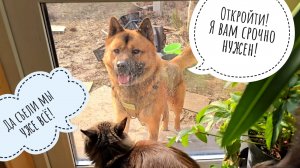 Как Пёс Кубик ходит в гости к сычу Лучику: а что, весь завтрак уже без меня съели?!