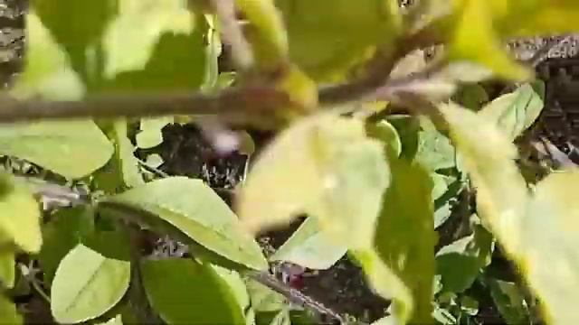 Мій тихий рай. Укорінення колеуса, цинерарії та петунії в торфотаблетках восени.