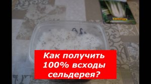 Только эти условия дадут 100% всходы сельдерея!