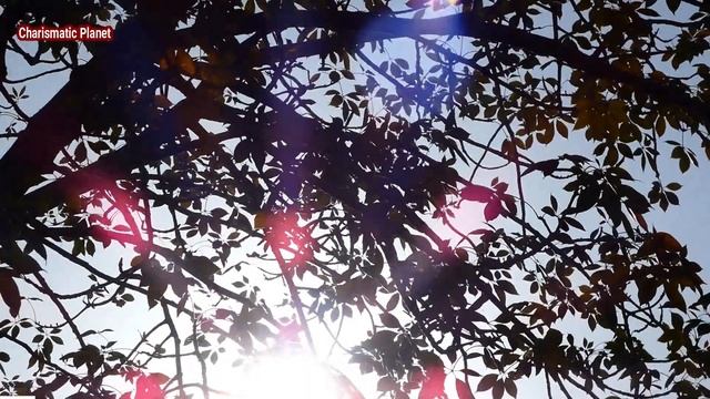 Sun Rising Behind The Tree - Birds are Chirping - Relaxing Meditations смотреть онлайн
