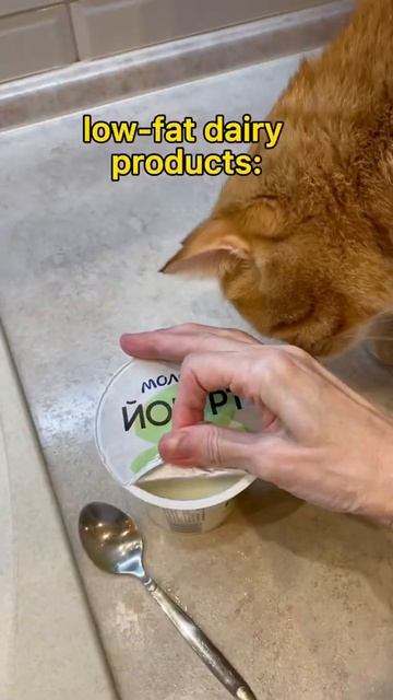 What Foods Can Be Given To A Cat. #cats #shorts