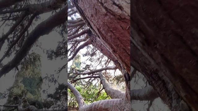 Алупка 💖💖💖 Восхитительное дерево 🌲 смотреть онлайн